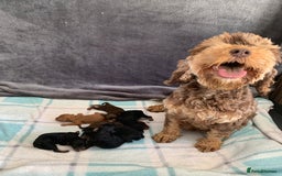 Cockapoo dogs for sale: F1 & F1b puppies. Health tested.  - Image 9