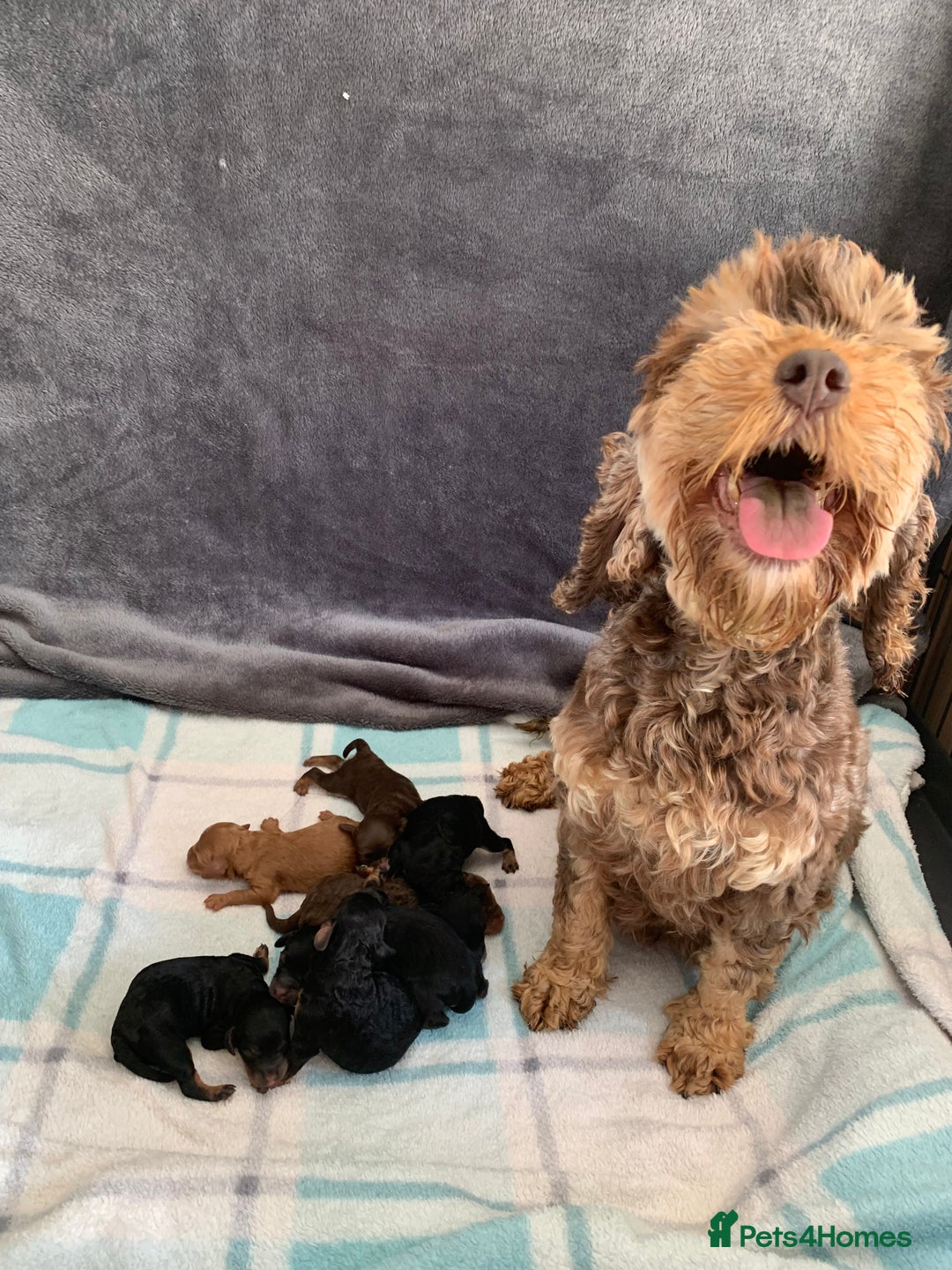 Cockapoo dogs for sale: F1 & F1b puppies. Health tested.  - Image 9