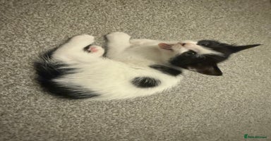 Domestic Shorthair cats - Advert 16