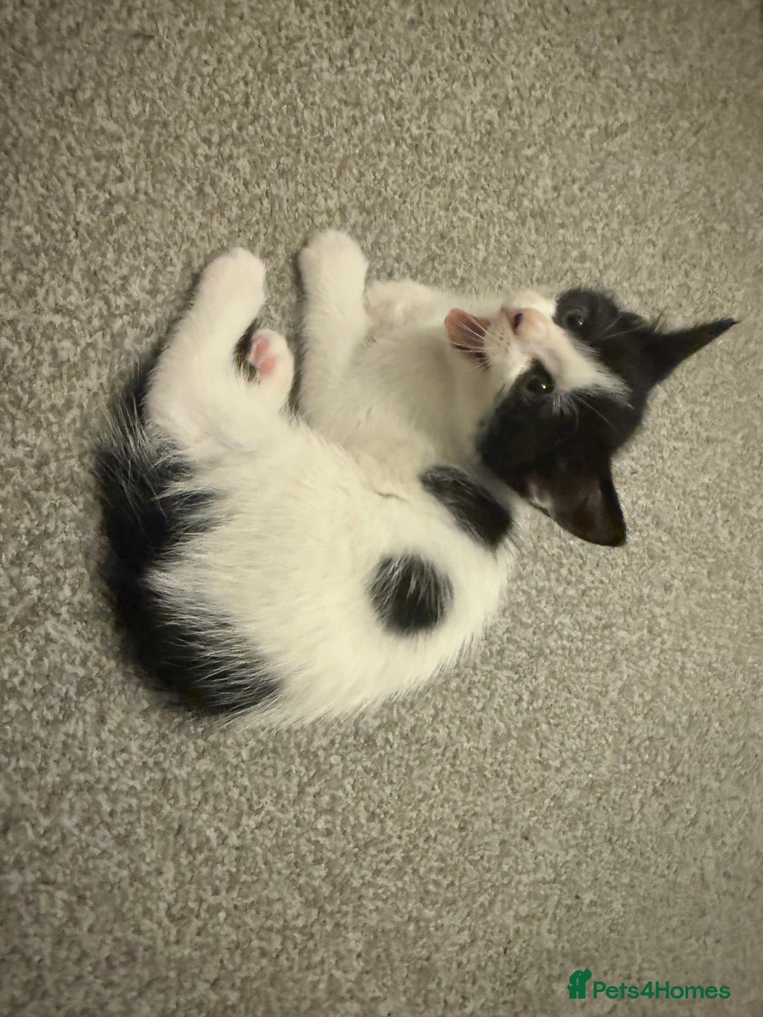 Domestic Shorthair cats for sale: 5 Playful Tuxedo & Black Kittens – Ready Now - Image 3
