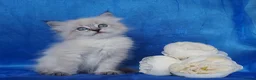 Siberian cats for sale: Siberian Kittens For Sale  - Advert 8