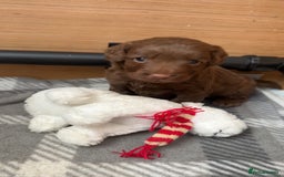 Cockapoo dogs for sale: Chocolate Cockerpoo  - Image 2