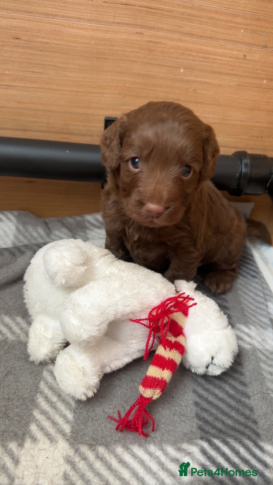 Cockapoo dogs for sale: Chocolate Cockerpoo  - Image 2