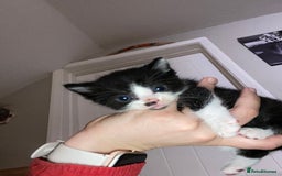 Mixed Breed cats for sale: Bengal X Ragdoll kittens - Image 5
