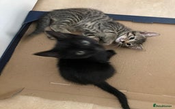 Mixed Breed cats for sale: Kittens - Image 2