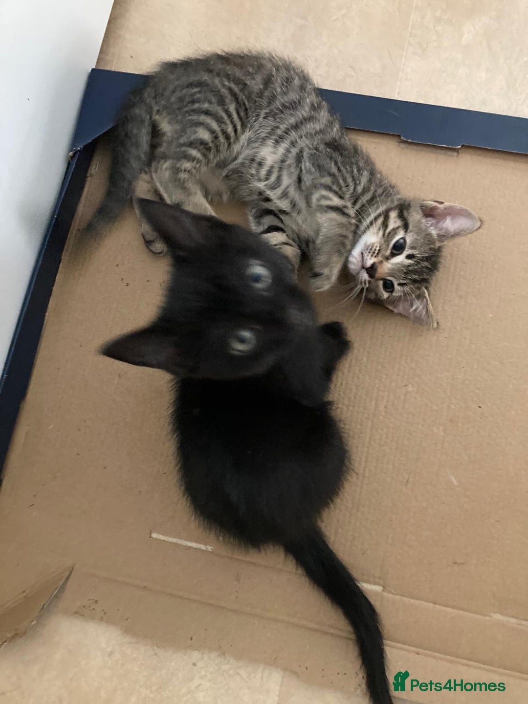 Mixed Breed cats for sale: Kittens - Image 2