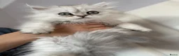 Persian cats for sale: GCCF registered beautiful silver Persian kittens  - Advert 14