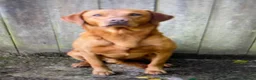 Labrador Retriever dogs for sale: SUPER DARK FOX RED LAB PUPS HEALTH TESTED PARENTS - Advert 6