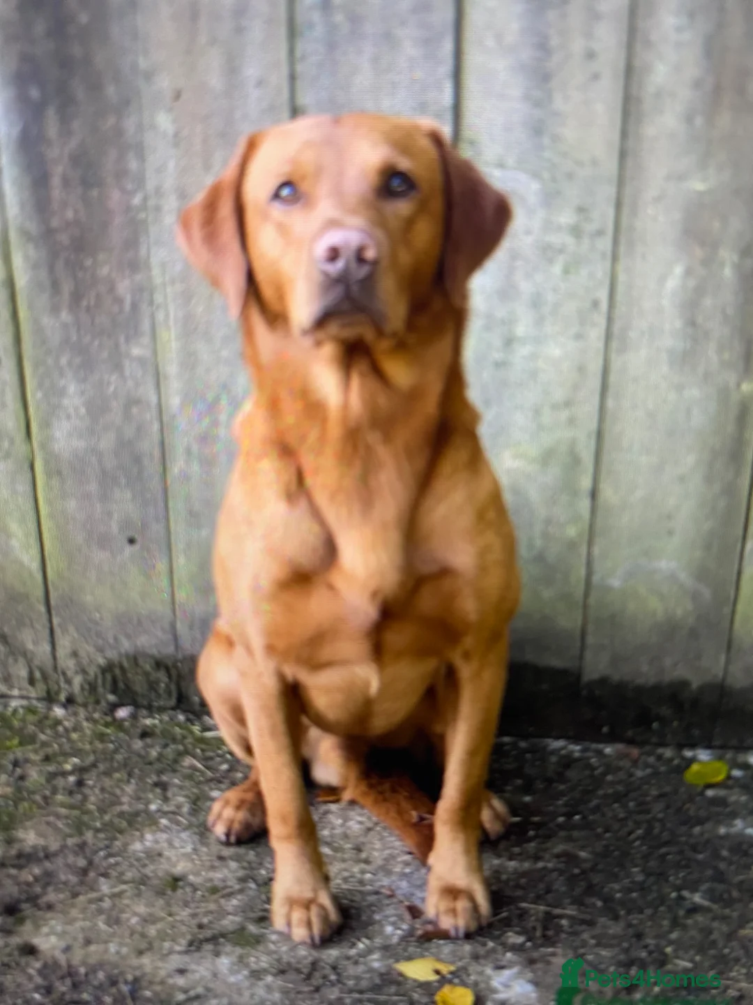 Labrador Retriever dogs for sale: SUPER DARK FOX RED LAB PUPS HEALTH TESTED PARENTS - Advert 6