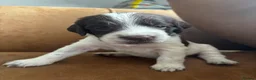 Sprocker dogs for sale: Sprocker puppies - Advert 2