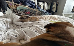 Mini Lop rabbits for sale: Lonley girl in need of a friend - Image 4