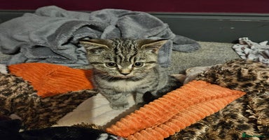 British Shorthair cats - Advert 7