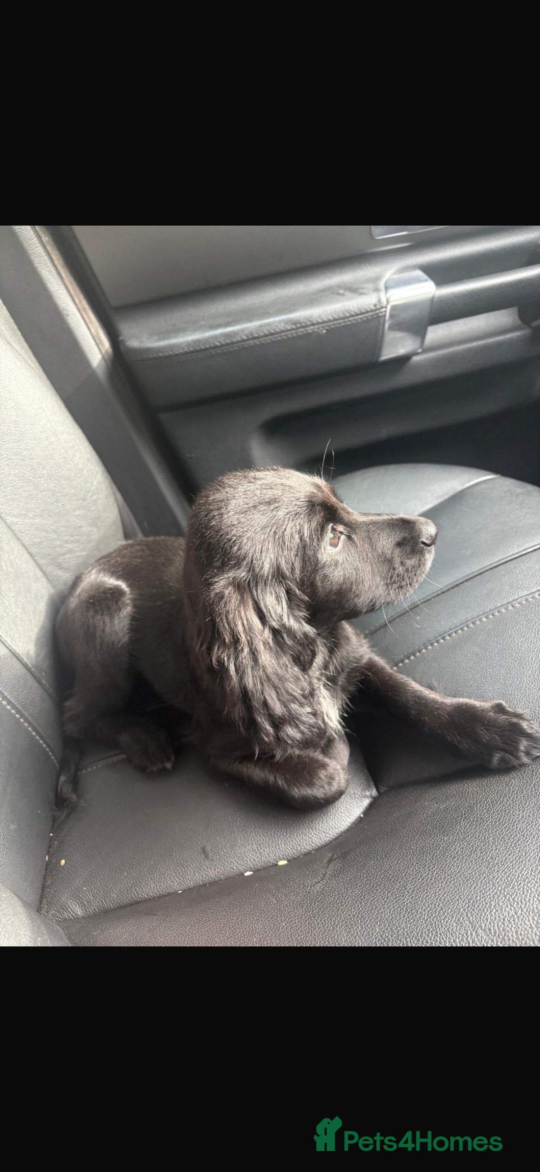 Cocker Spaniel dogs for sale: Cocker spaniel  - Image 14