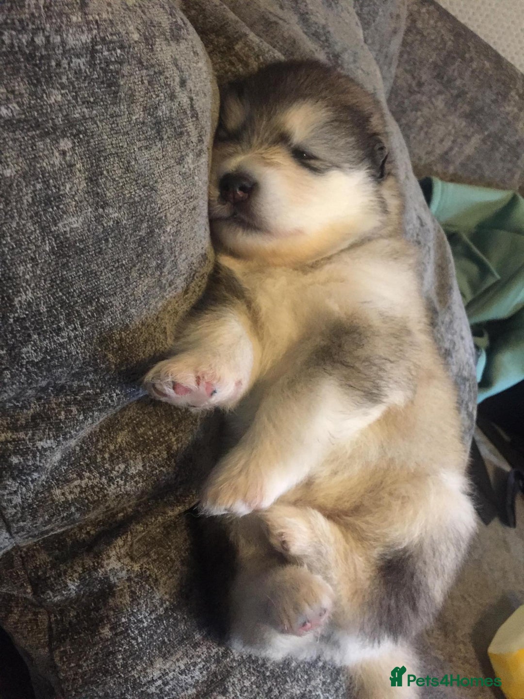 Alaskan Malamute dogs for sale: pure breed alaskan malamutes for sale - Advert 5