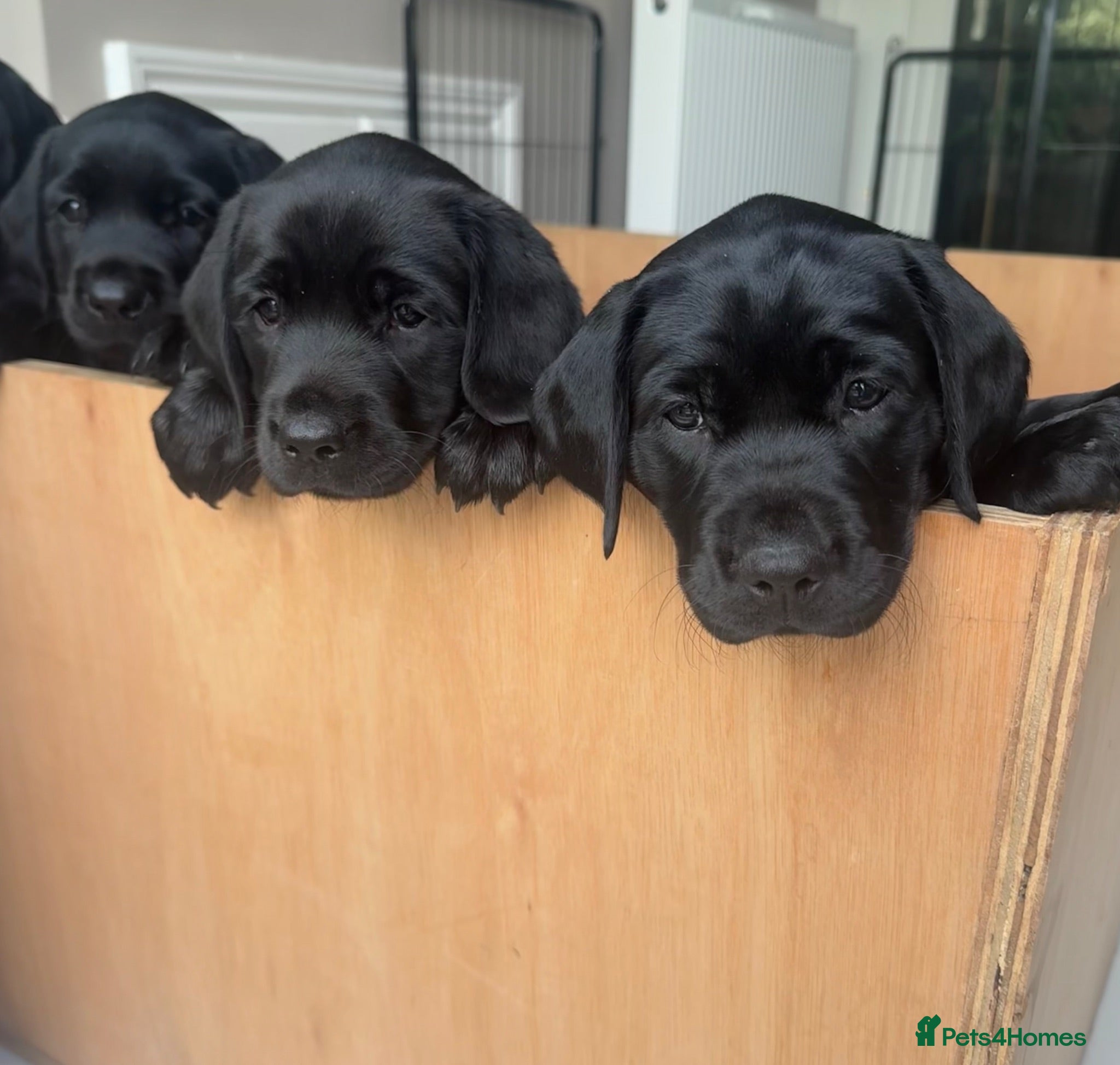 Labrador Retriever dogs Chunky black KC pedigree pups-many titles FTCH - Advert 1