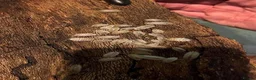 Mixed Breed reptiles for sale:  Inverterbrates for sale  - Advert 5