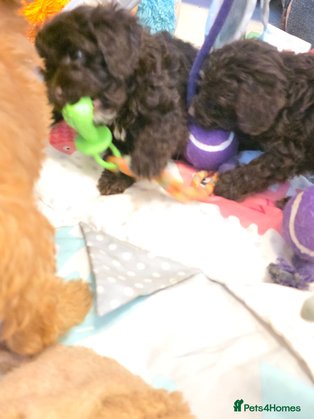 Cockapoo dogs for sale: Cockapoo puppies - Advert 19