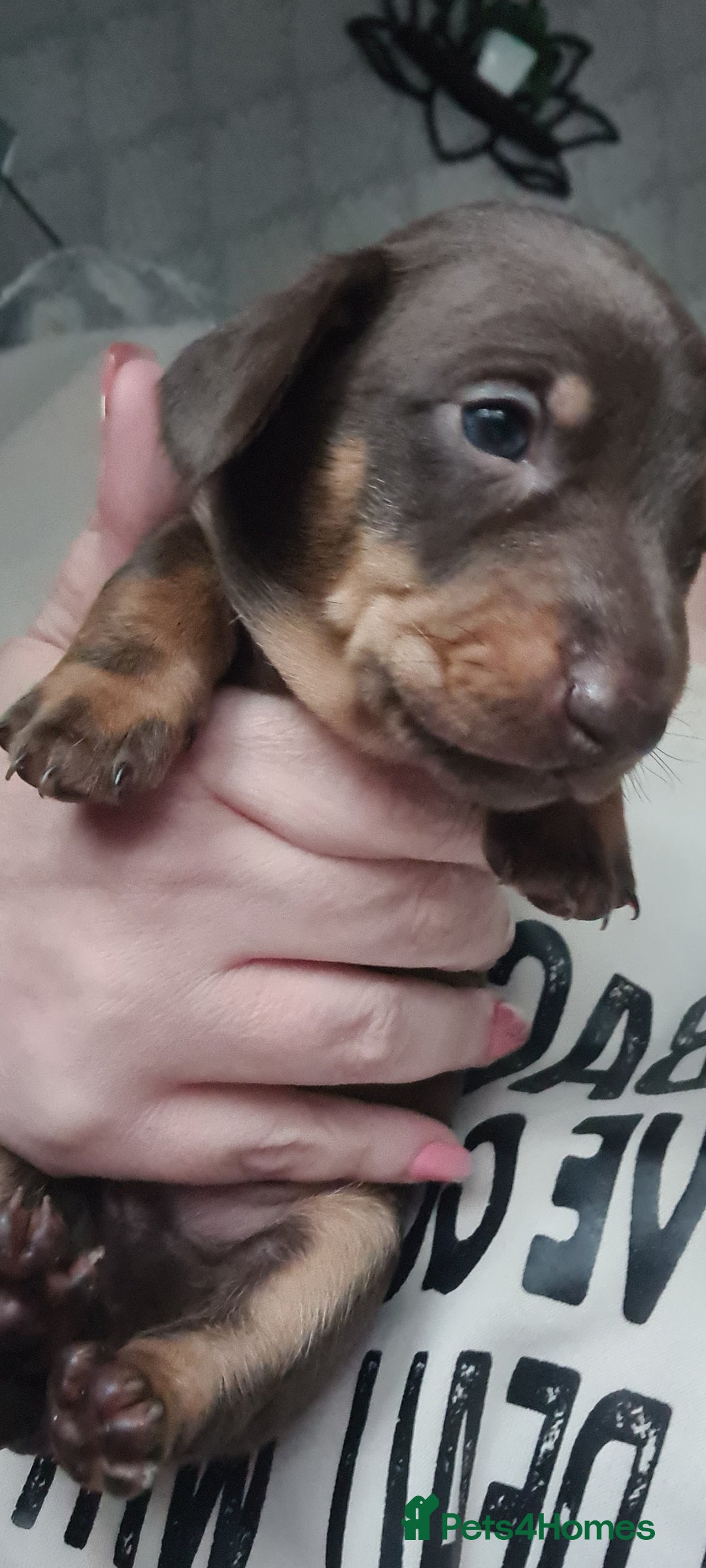 Dachshund dogs for sale: Beautiful Standard Dachshunds  - Image 10