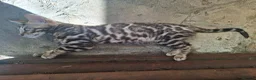 Bengal cats for sale: Show Quality Bengal Kittens – 5★ Licensed Cattery - Advert 28