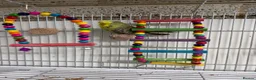 Budgerigars birds for sale: Budgies For Sale - Advert 7