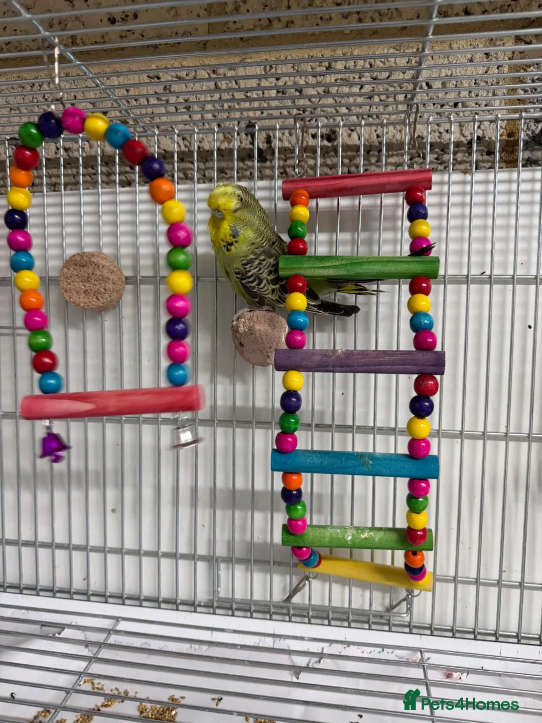Budgerigars birds for sale: Budgies For Sale - Advert 9