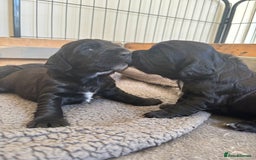 Sprocker dogs for sale: Cheshire Sprocker Pups from Working Parents - Image 5