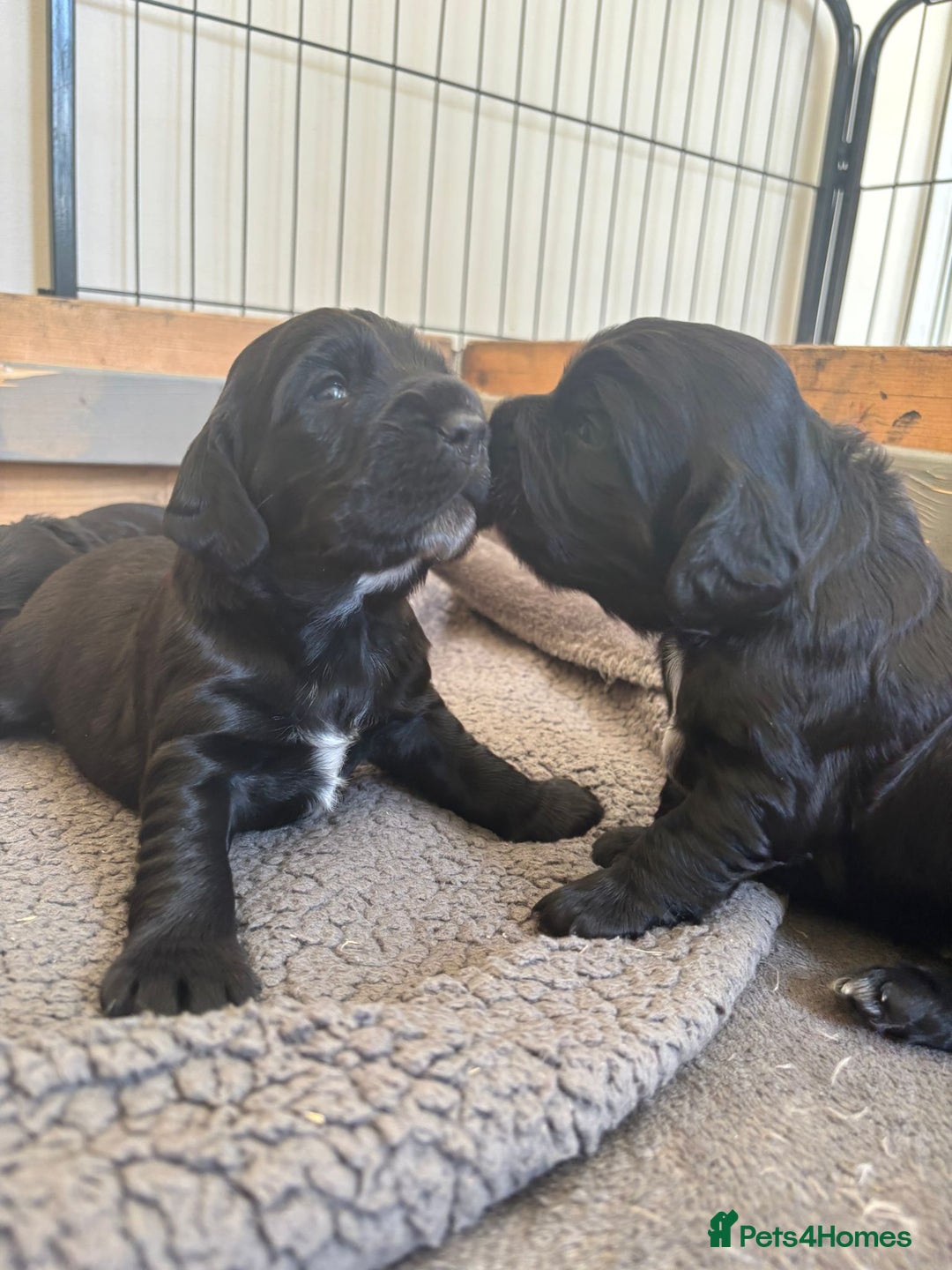 Sprocker dogs for sale: Cheshire Sprocker Pups from Working Parents - Image 5