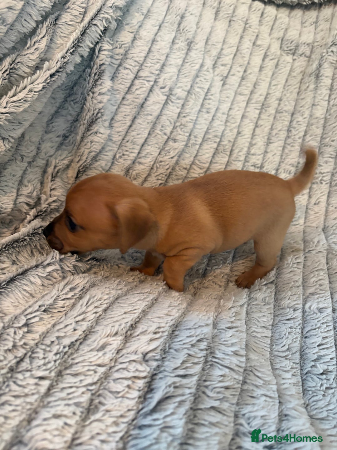 Jack Russell dogs for sale: Jack Russell puppies for sale - Advert 12