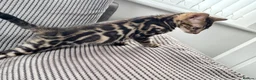 Bengal cats for sale: Full pedigree rosetted bengal kitten -male  - Advert 5