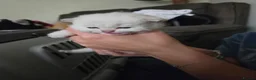 Selkirk Rex cats for sale: My Scottish Fold and Selkirk Rex are parents in Bristol - Advert 9