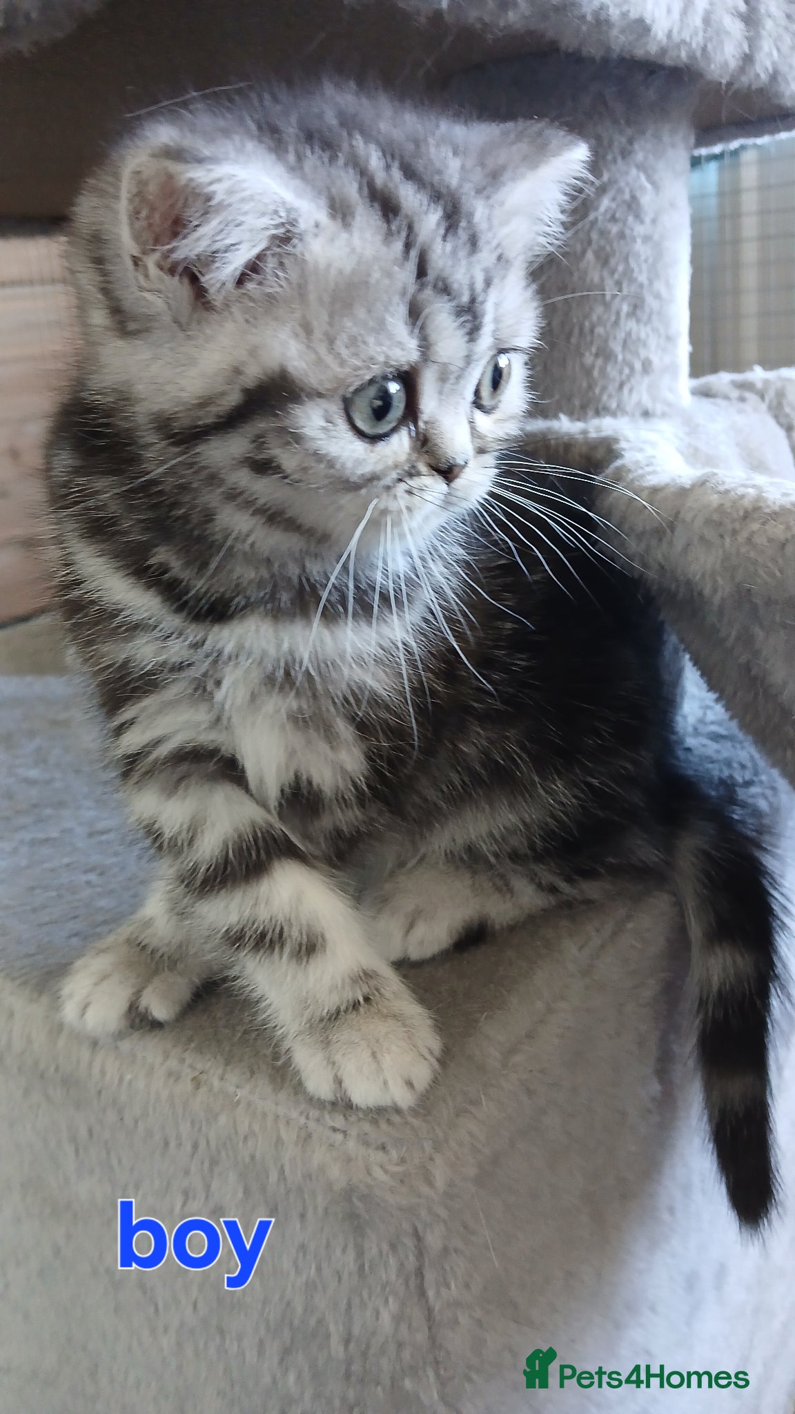 British Shorthair cats Bsh. Silver clasic tabby - Boy. - Advert 14