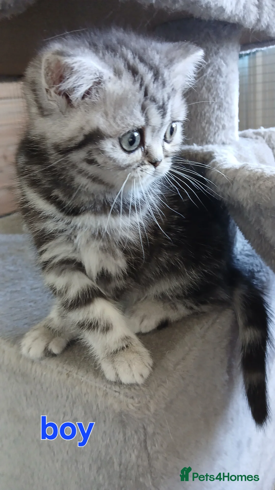 British Shorthair cats for sale: Bsh. Silver clasic tabby - Boy. - Advert 1