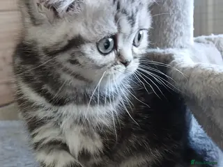 British Shorthair cats Bsh. Silver clasic tabby - Boy. - Advert 5