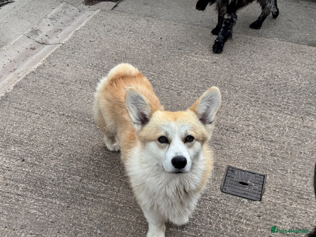 Welsh Corgi Pembroke dogs for stud: For sale my stud dog - Advert 5