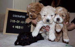 Cockapoo dogs for sale: Unique F1 Cockapoo Puppies - Image 9