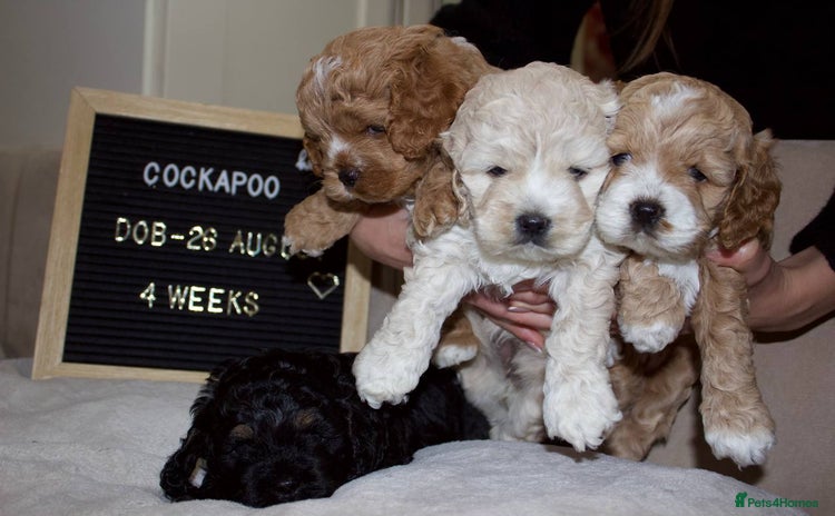Cockapoo dogs - Advert 1