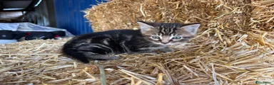 Mixed Breed Kitten 1