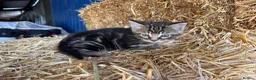 Mixed Breed cats for sale: Gorgeous little litter of friendly kittens - Advert 2