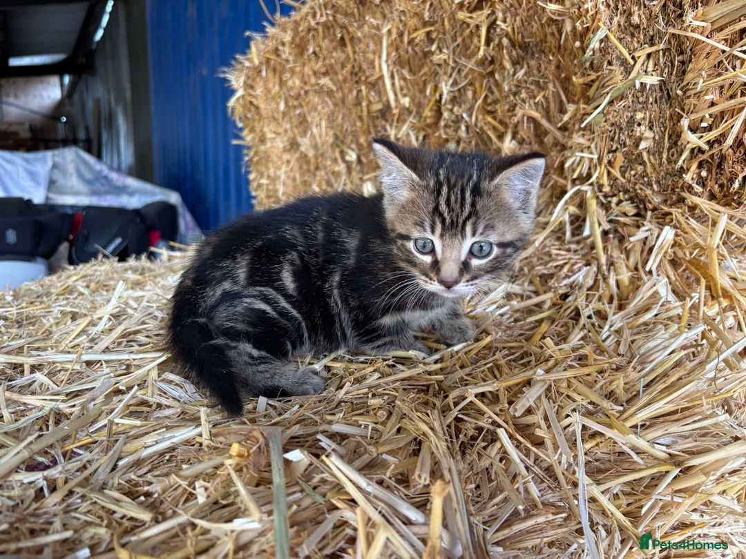 Mixed Breed cats for sale: Gorgeous little litter of friendly kittens - Advert 2