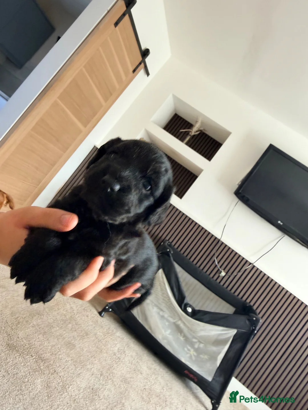 Cocker Spaniel dogs for sale: Cocker spaniel puppies  - Advert 1
