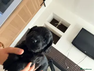 Cocker Spaniel dogs Cocker spaniel puppies - Advert 9