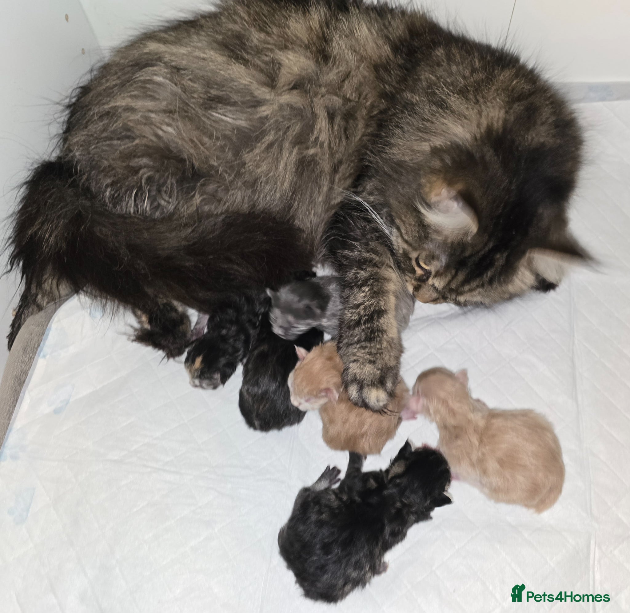 Mixed Breed cats Maine Coon x British Longhair kittens - Advert 3