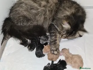 Mixed Breed cats Maine Coon x British Longhair kittens - Advert 3