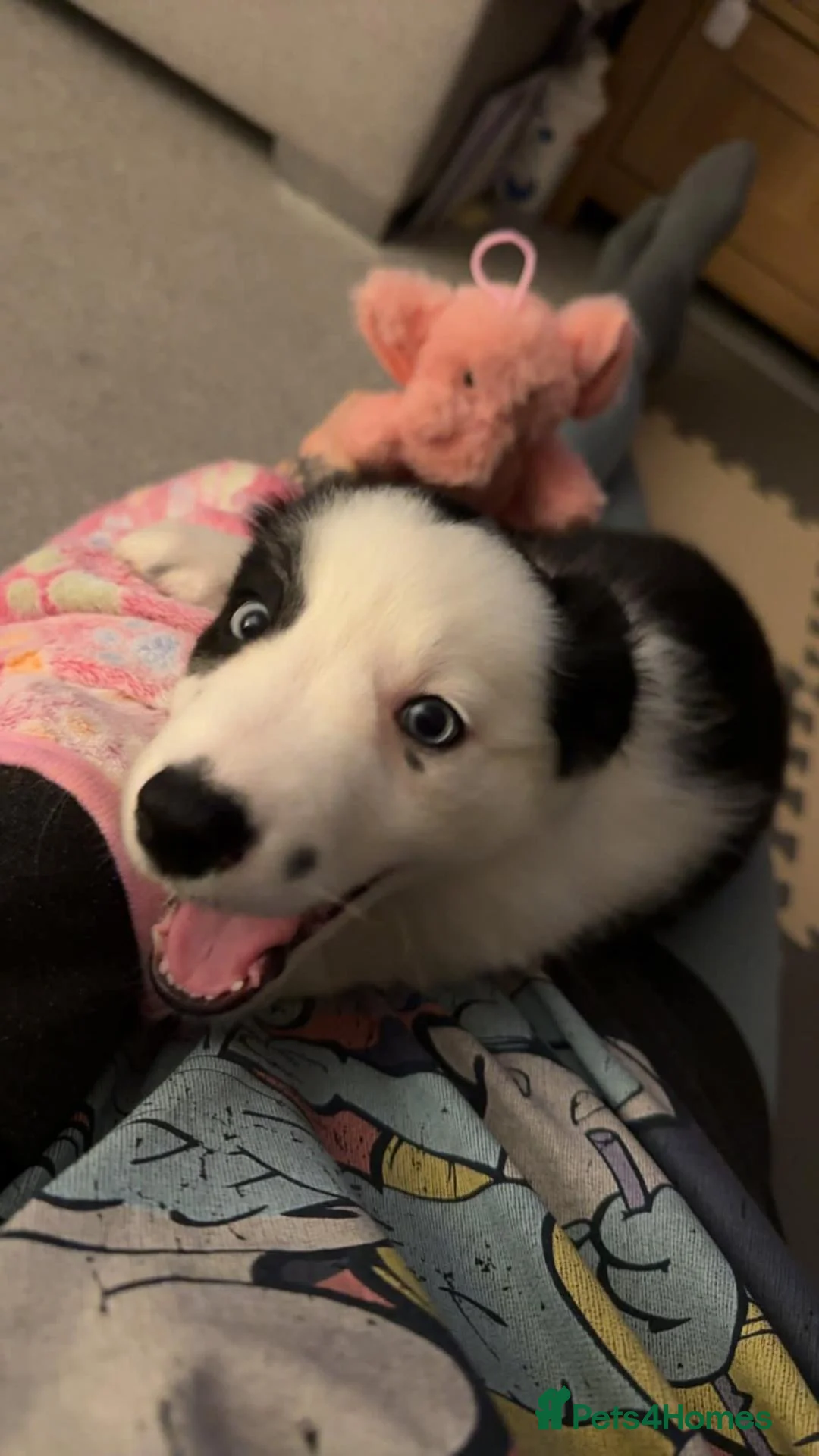Border Collie dogs for sale: 11 month old boarder collie  - Advert 6