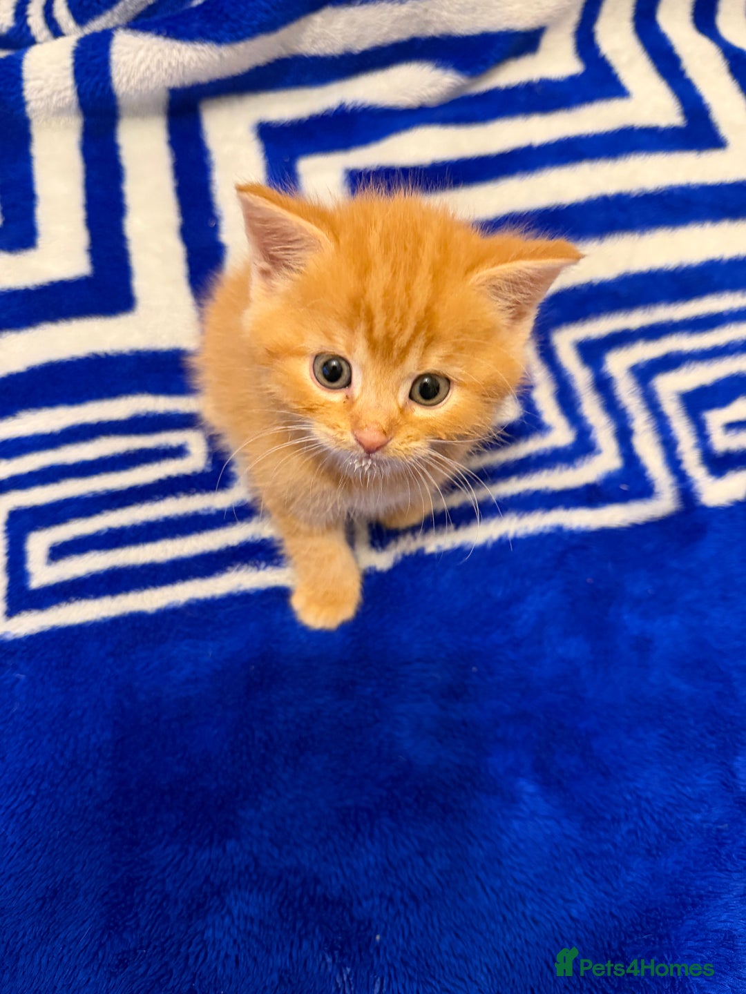 Mixed Breed cats for sale: 5 beautiful kitties  - Advert 14