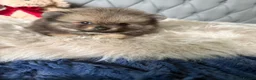 Pomeranian dogs for sale: Wolf & Orange Sable Teddy Bear Pomeranian Puppies - Advert 17