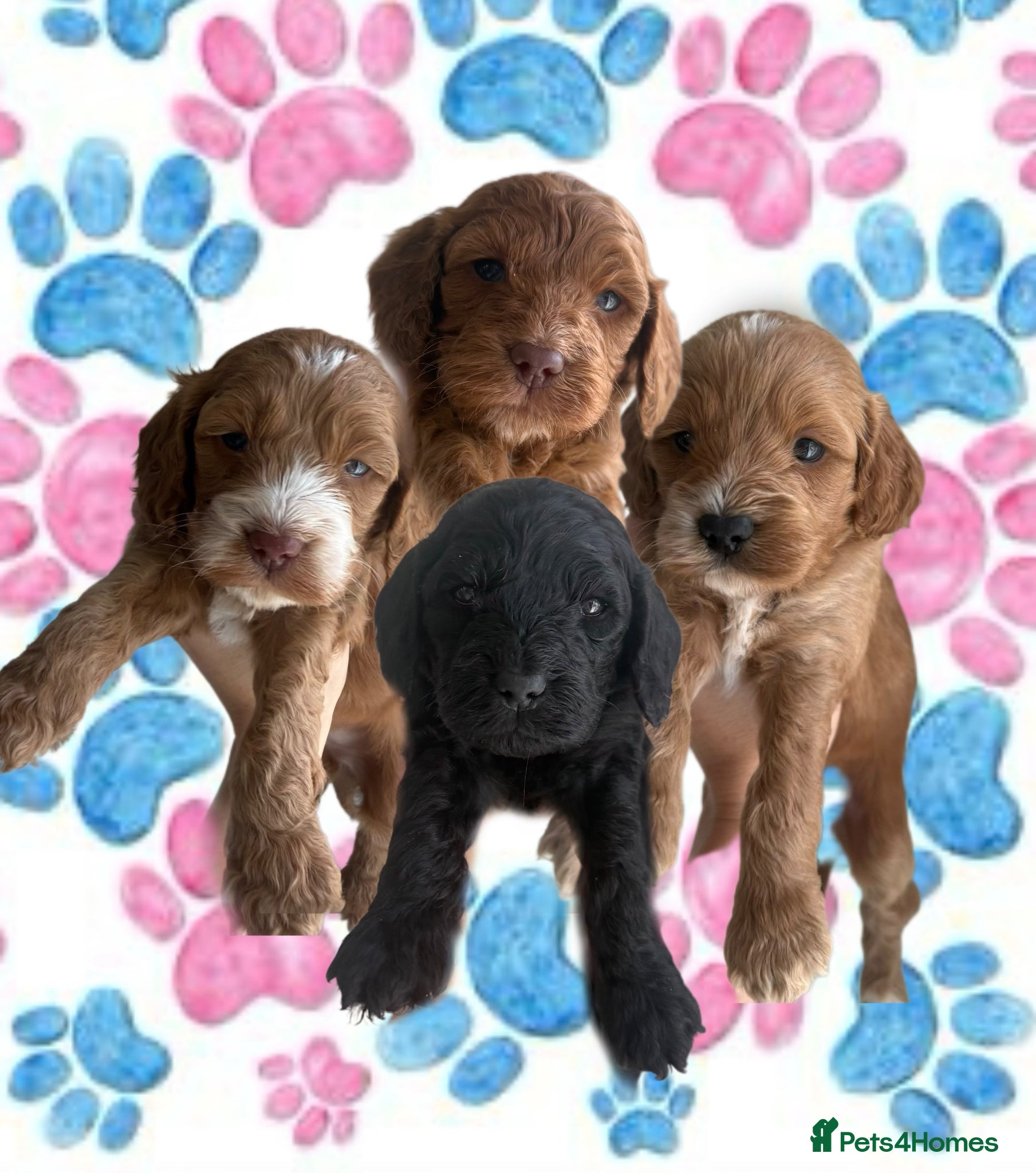 Cockapoo dogs Health check🏆Beautiful F1 cockapoo puppies🌟🧬🐾 - Advert 1