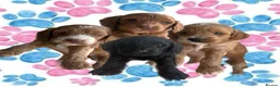 Cockapoo dogs for sale: READY TO LEAVE NOW F1 cockapoo puppies🌟🧬🐾 - Advert 1