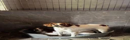 Brittany Spaniel dogs for adoption: Unique in Alfreton - Advert 11