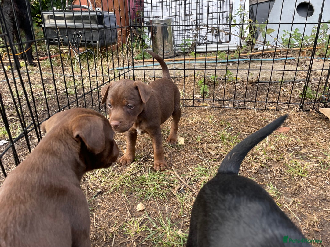 Patterdale Terrier dogs for sale: Gorgeous patterdale pups for sale  - Image 9